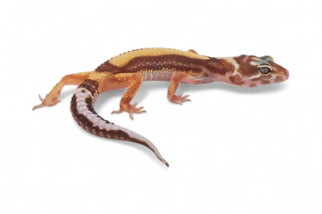 Eublepharis macularius, tremper bold stripe, juvénile