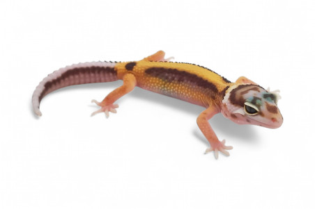 Eublepharis macularius, tremper bold stripe, juvénile