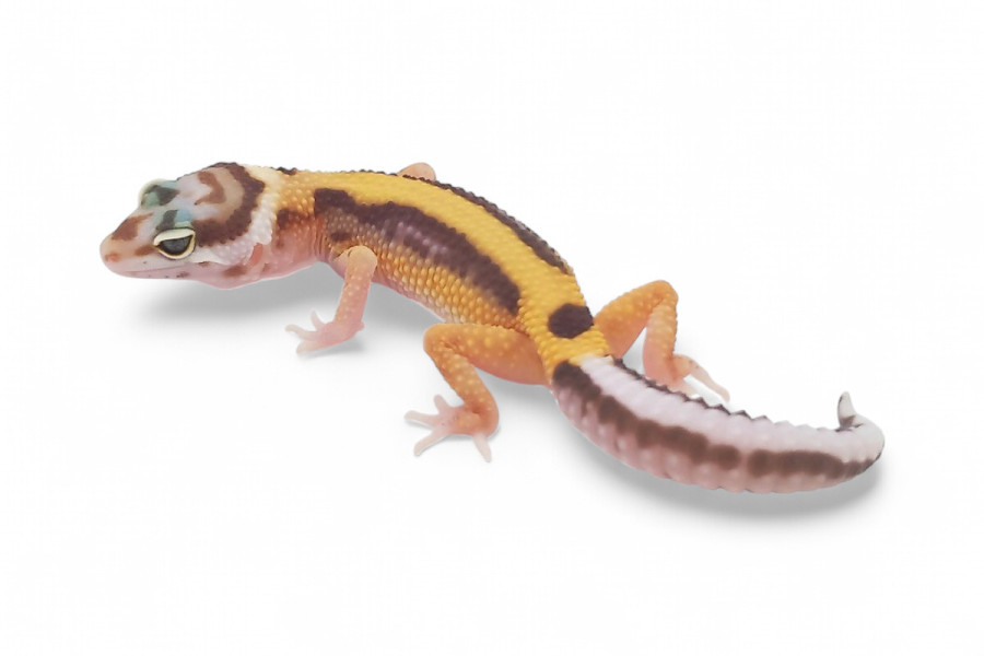 Eublepharis macularius, tremper bold stripe, juvénile