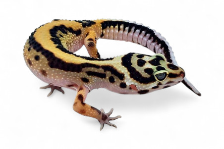 Eublepharis macularius, bold stripe tembus, subadulte