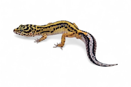 Eublepharis macularius, bold stripe tembus, subadulte