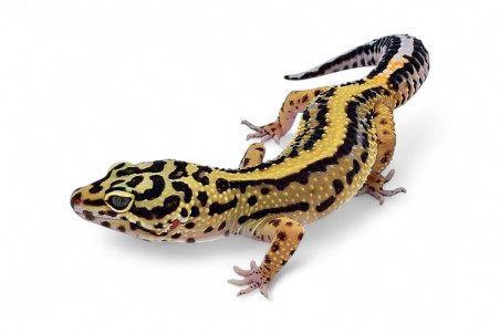 Eublepharis macularius, bold stripe tembus, subadulte