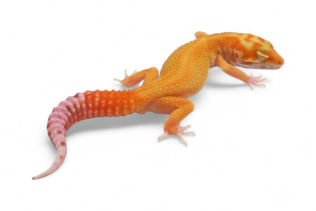 Eublepharis macularius, aptor red stripe, subadulte