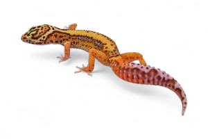 Eublepharis macularius,...