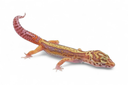 Eublepharis macularius, bell bold stripe, femelle subadulte