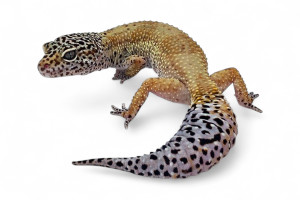 Eublepharis macularius,...