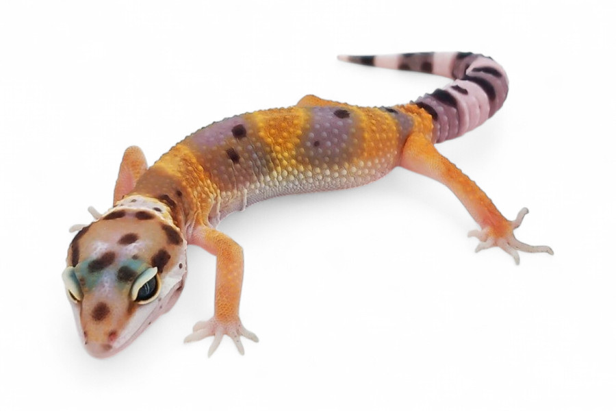 Eublepharis macularius, hypo tangerine, juvénile