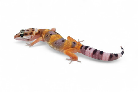 Eublepharis macularius, hypo tangerine, juvénile