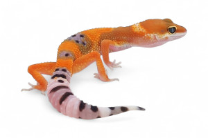 Eublepharis macularius,...