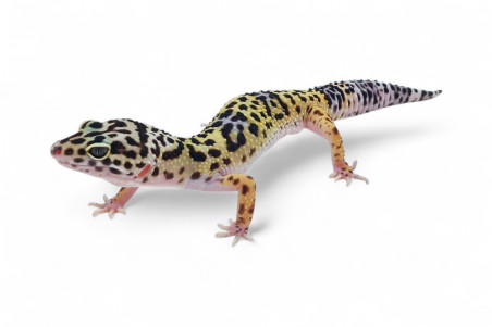 Eublepharis macularius, TUG (snow), mâle adulte