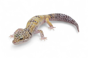 Eublepharis macularius, TUG...