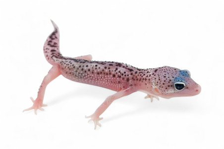 Eublepharis macularius, mack snow eclipse, mâle juvénile