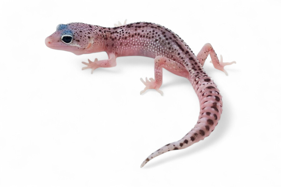 Eublepharis macularius, mack snow eclipse, mâle juvénile