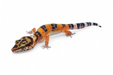 Eublepharis macularius, tangerine, juvenile