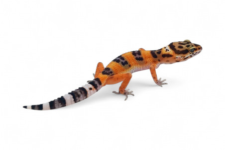 Eublepharis macularius, tangerine, juvenile