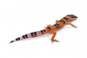 Eublepharis macularius,...