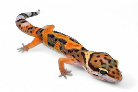 Eublepharis macularius, tangerine, juvenile