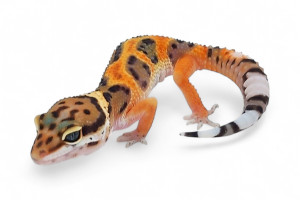 Eublepharis macularius,...