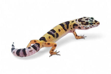 Eublepharis macularius, tangerine, juvenile