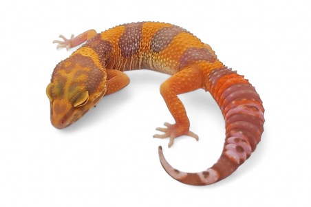 Eublepharis macularius, sunspot, femelle juvénile