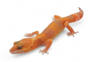 Eublepharis macularius,...