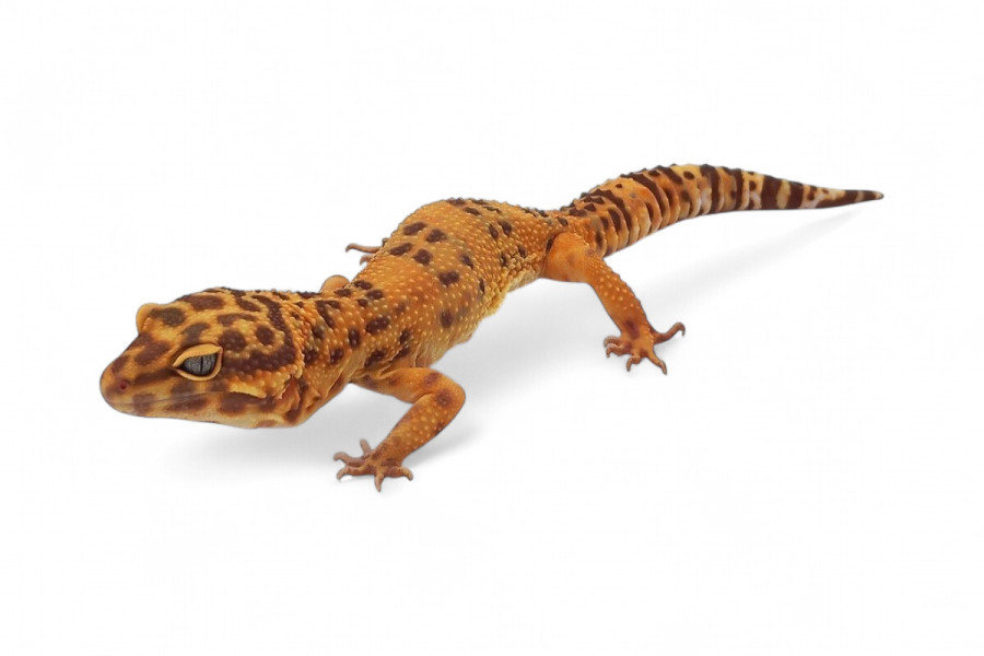 Eublepharis macularius, sunspot, sub et adulte