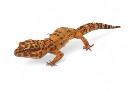 Eublepharis macularius, sunspot, sub et adulte