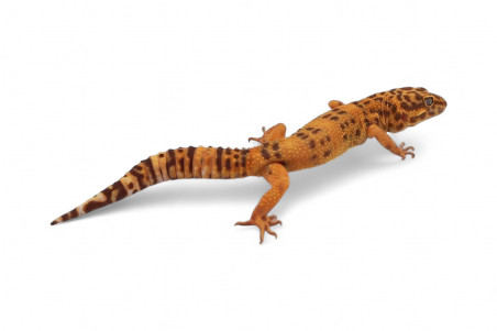 Eublepharis macularius, sunspot, sub et adulte