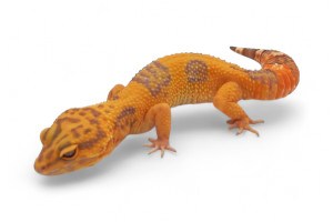 Eublepharis macularius,...