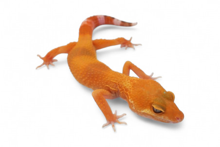 Eublepharis macularius, sunglow, mâle juvénile