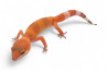 Eublepharis macularius, sunglow, mâle juvénile
