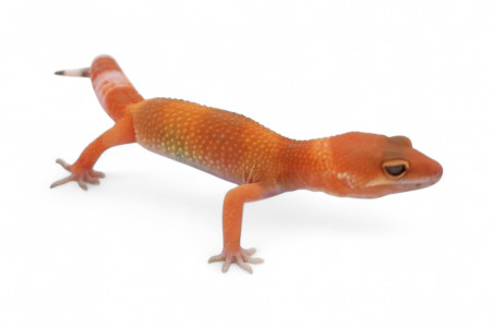 Eublepharis macularius, sunglow, mâle juvénile
