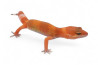 Eublepharis macularius, sunglow, mâle juvénile