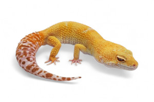 Eublepharis macularius,...