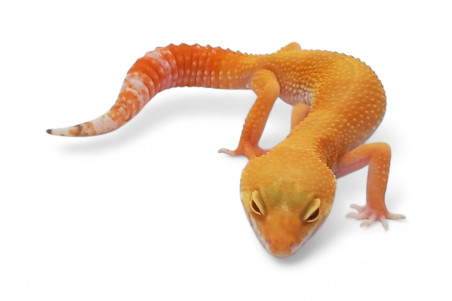 Eublepharis macularius, sunglow, adulte