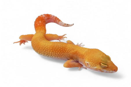 Eublepharis macularius, sunglow, adulte