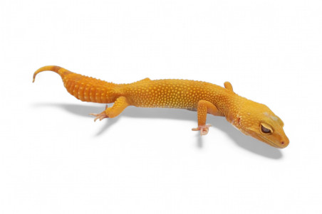 Eublepharis macularius, sunglow, adulte