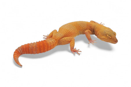 Eublepharis macularius, sunglow, adulte