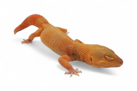 Eublepharis macularius, sunglow, adulte