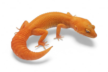 Eublepharis macularius, sunglow, adulte