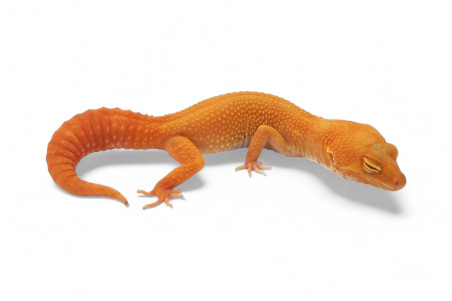 Eublepharis macularius, sunglow, adulte