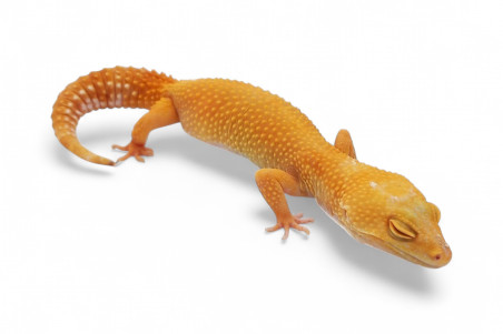 Eublepharis macularius, sunglow, adulte