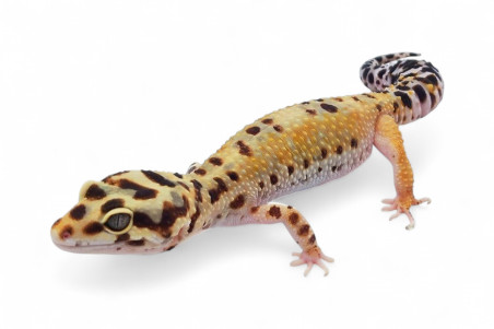 Eublepharis macularius, tiger, femelle adulte