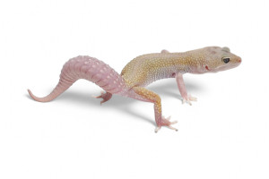 Eublepharis macularius,...