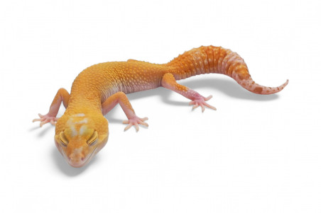Eublepharis macularius, sunglow raptor, femelle adulte