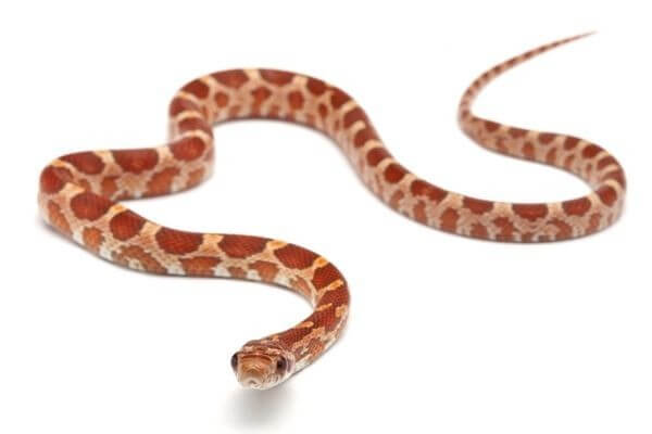 Pantherophis guttatus, ultramel Pantherophis guttatus, ultramel