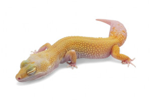 Eublepharis macularius,...