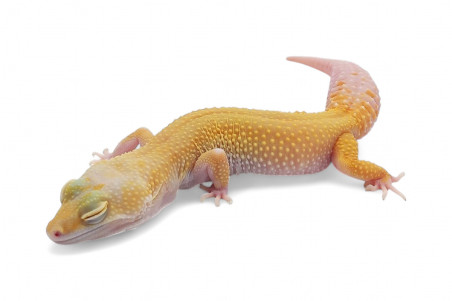 Eublepharis macularius, white & yellow murphy raptor, femelle adulte