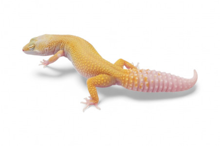 Eublepharis macularius, white & yellow murphy raptor, femelle adulte