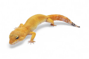 Eublepharis macularius,...